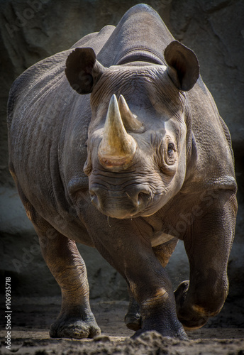 Eastern black rhinoceros in motion