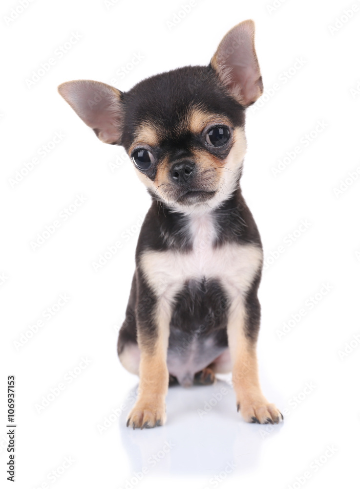 Small chihuahua puppy on the white background