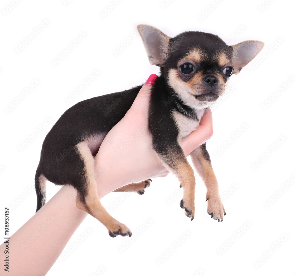Female hand holding a small chihuahua puppy on the white background