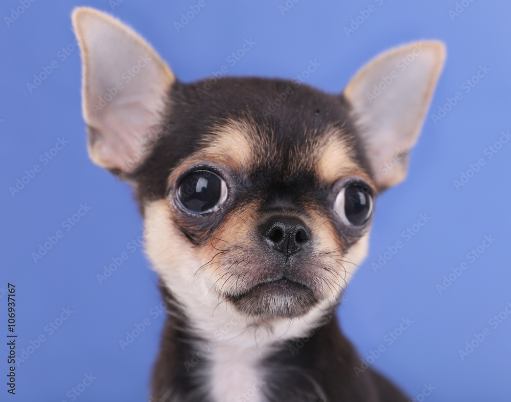Small chihuahua puppy on the blue background