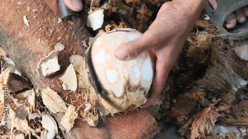 Peeling coconuts 