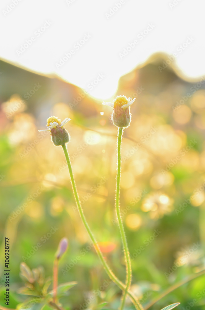 Grass background with warm tone, blurry and soft Grass background with warm tone, blurry and soft