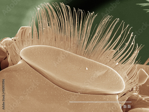 Coloured SEM of whirligig beetle labrum