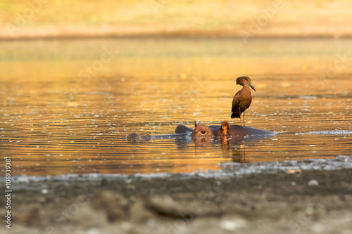 Hamerkop - Scopus umbretta - standing on hippo, Mana Pools National Park, Zimbabwe photo