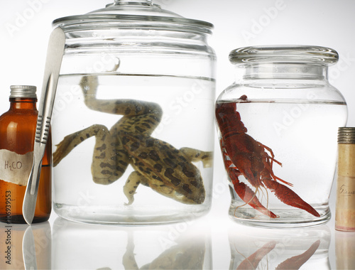 Still life with preserved toad and shrimp in jars