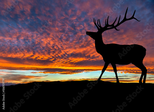 Silhouette of Red Deer Elk at Sunset