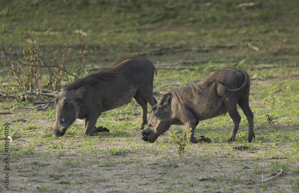 Warthog (Phacochoerus aethiopicus) eating grass Warthog (Phacochoerus aethiopicus) eating grass