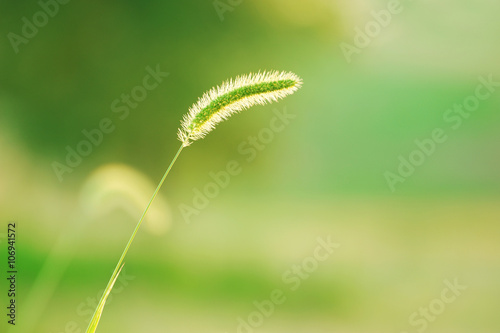 foxtail grass against green background