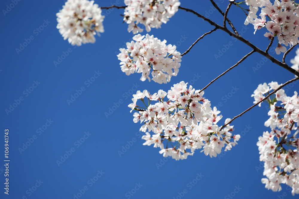 white cherry blossom in spring in sunny day white cherry blossom in spring in sunny day
