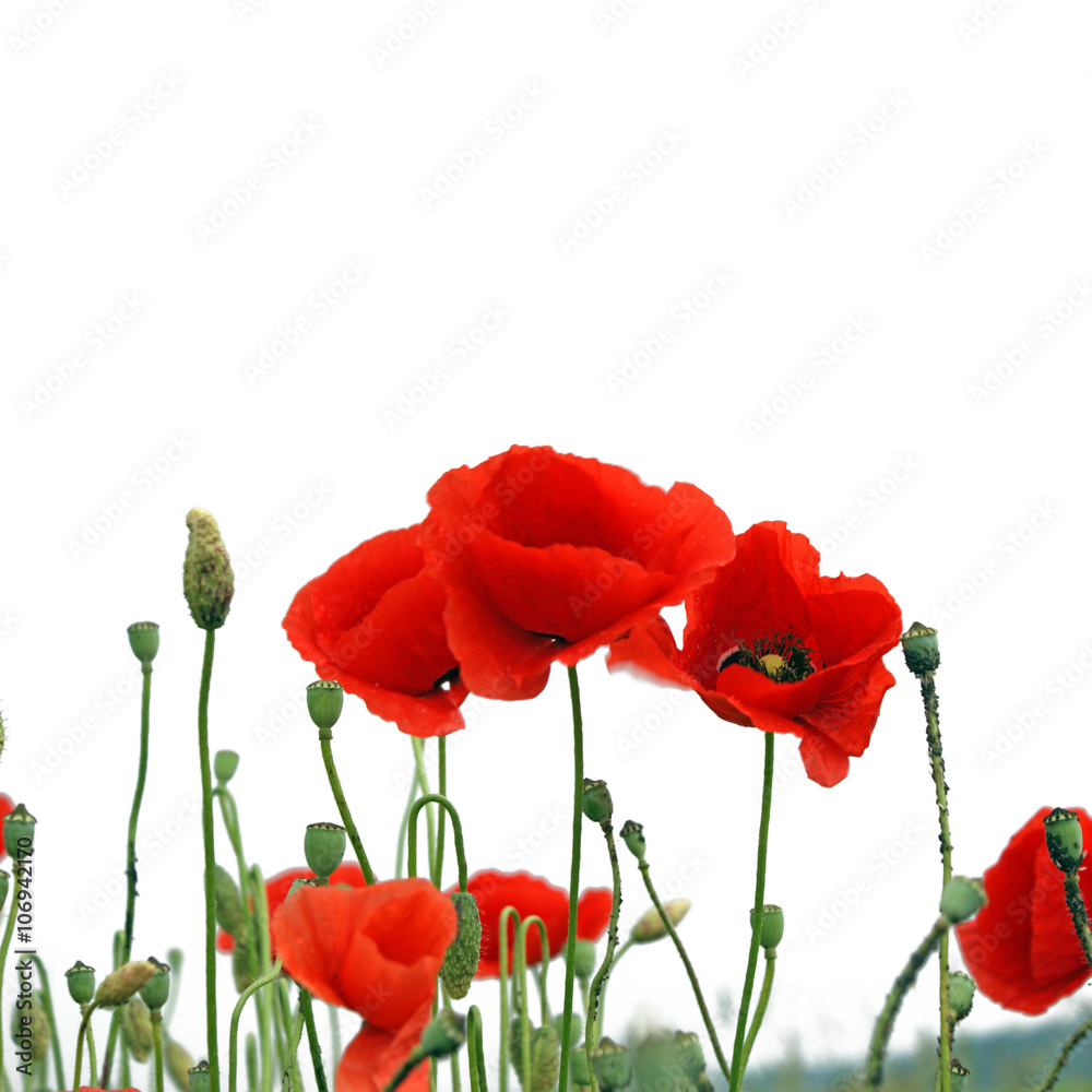 Obraz premium Pole czerwonych maków w lecie