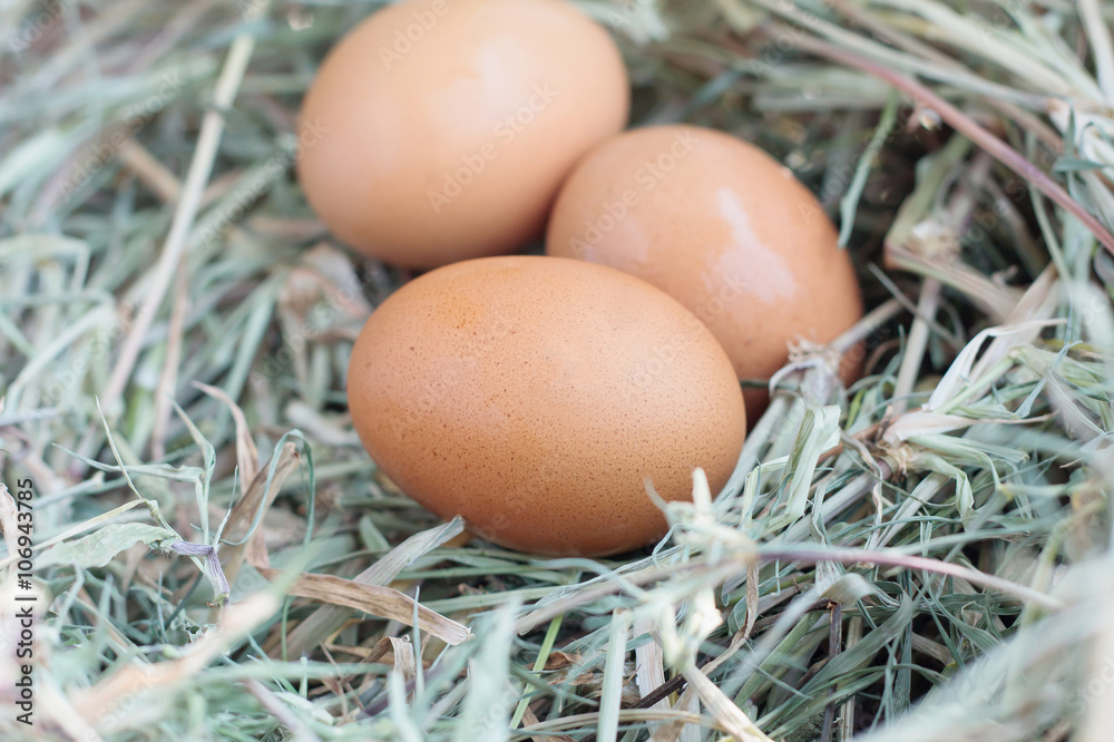 eggs in nest