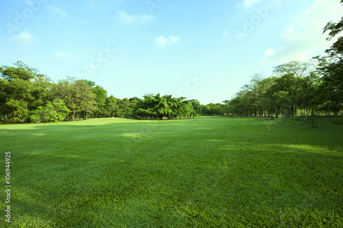 beautiful green grass field and fresh plant in vibrant meadow ag photo