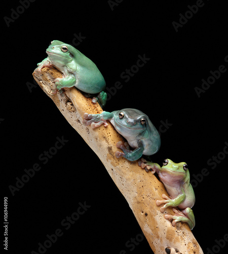 Three tree frogs on a branch photo