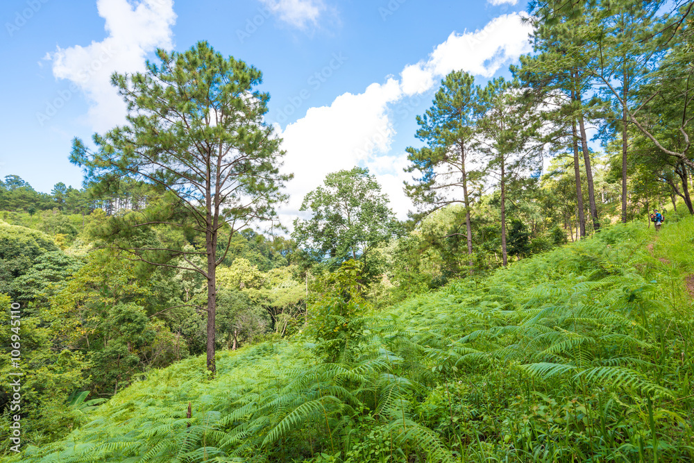 Fototapeta premium Green scene view of sub alpine mountain in raining season