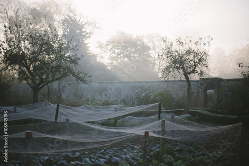 Nets covering plants in walled kitchen garden on misty morning