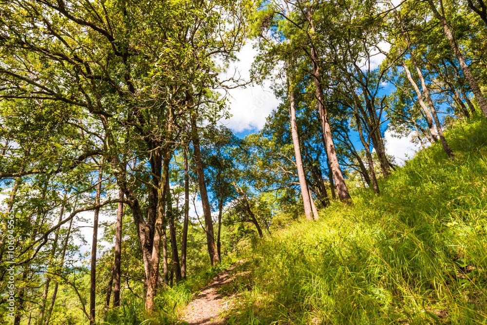 Fototapeta premium Pathway on sub alpine mountain with green grass