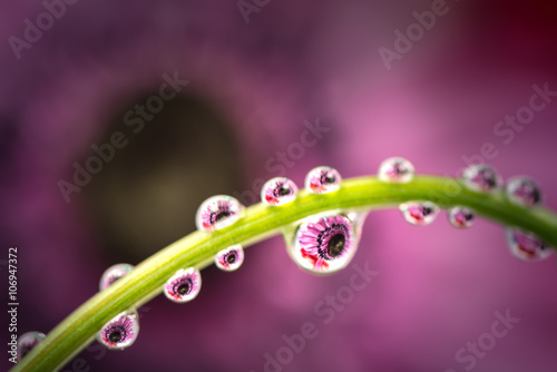Flower, anemone, dew drops, close-up, macro.