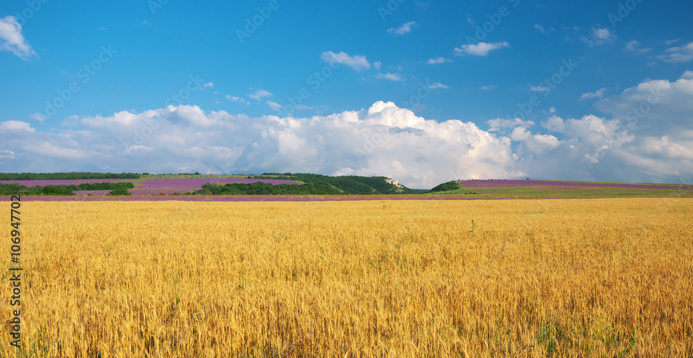 Meadow of wheat in mountain. Nature composition.