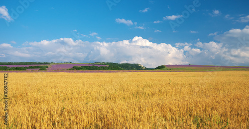 Meadow of wheat in mountain. Nature composition.