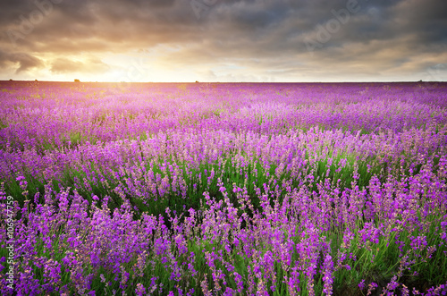 Meadow of lavender.