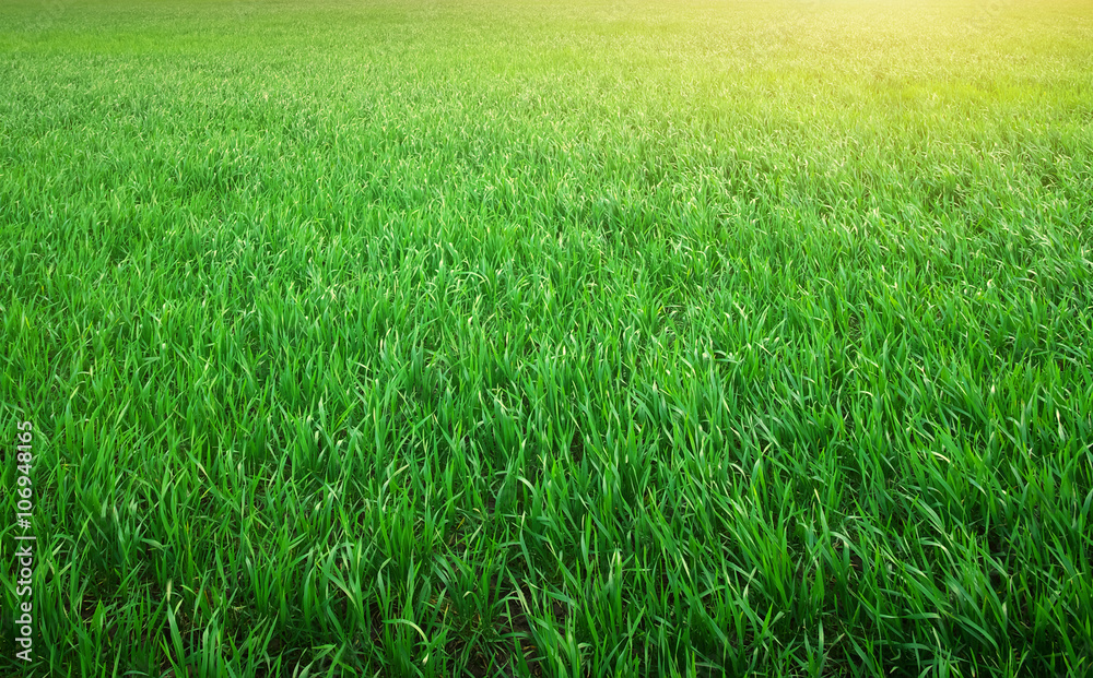 Fototapeta premium Green grass background texture.