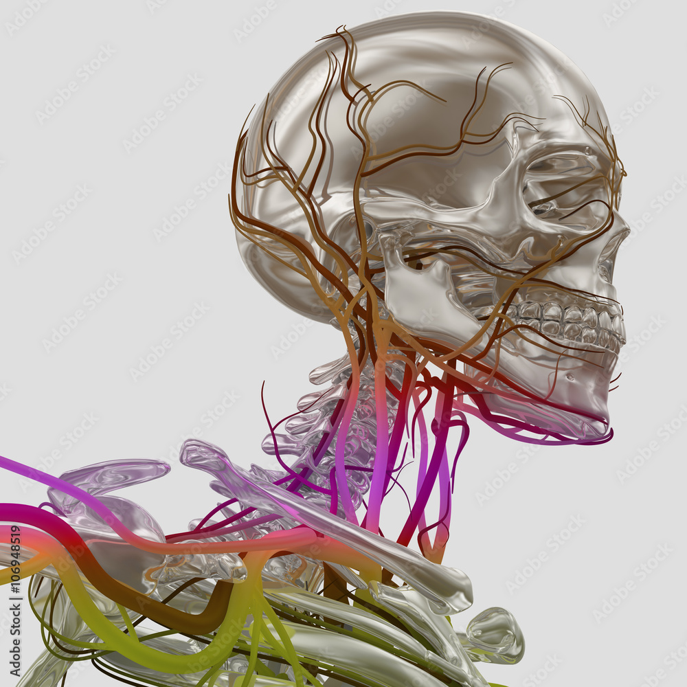 Human skeleton with vascular system, veins. 3D Illustration.