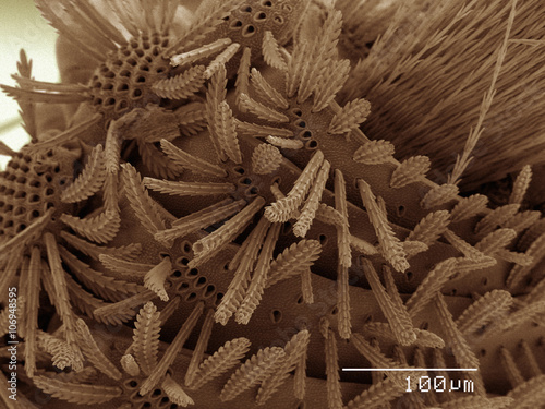 Coloured SEM of millipede
