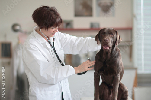 Female veterinarian examining dog in clinic photo