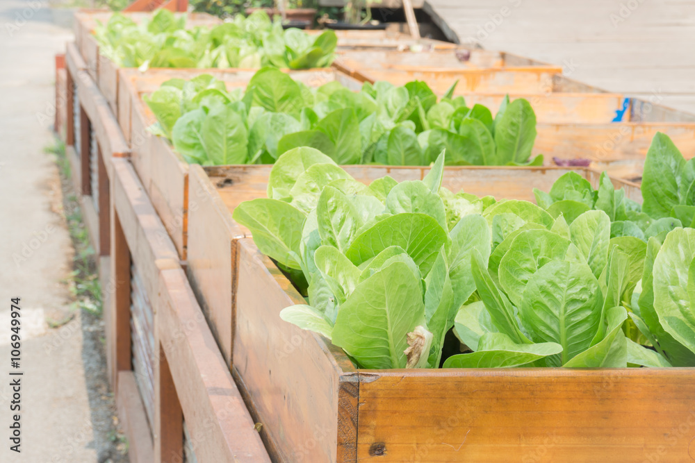 Organic vegetable growing in wooden box Organic vegetable growing in wooden box