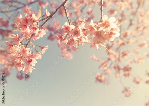 Vintage cherry blossom - sakura flower. nature background