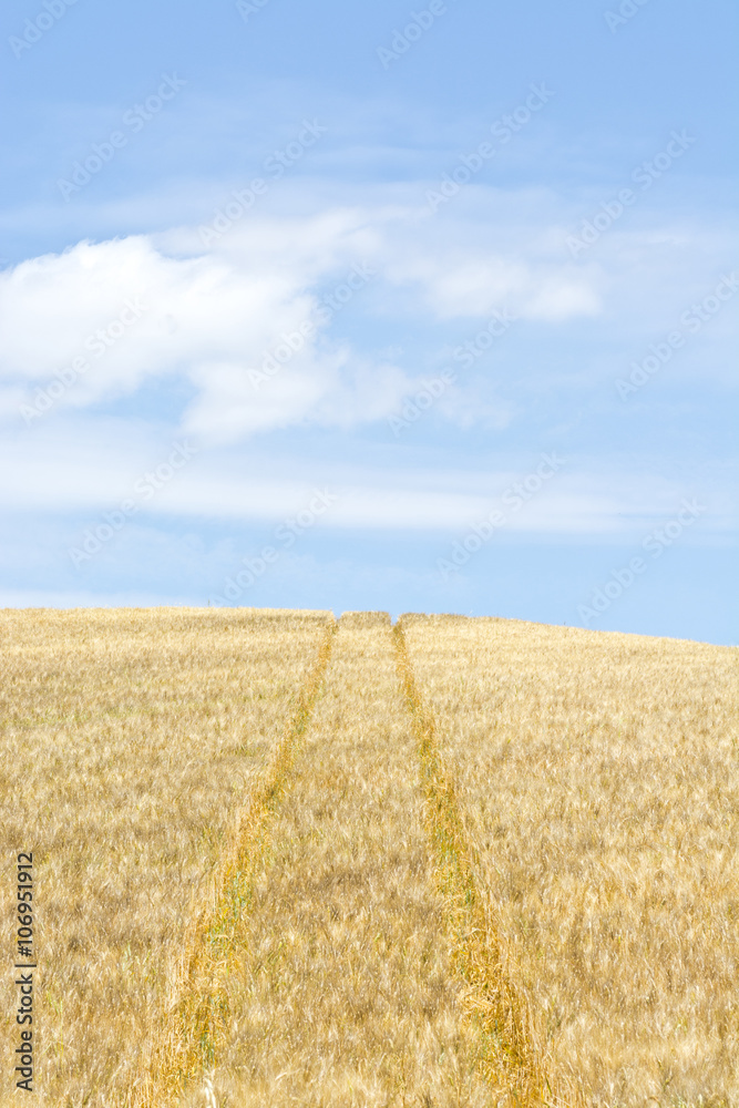 Fototapeta premium Wheat Fields