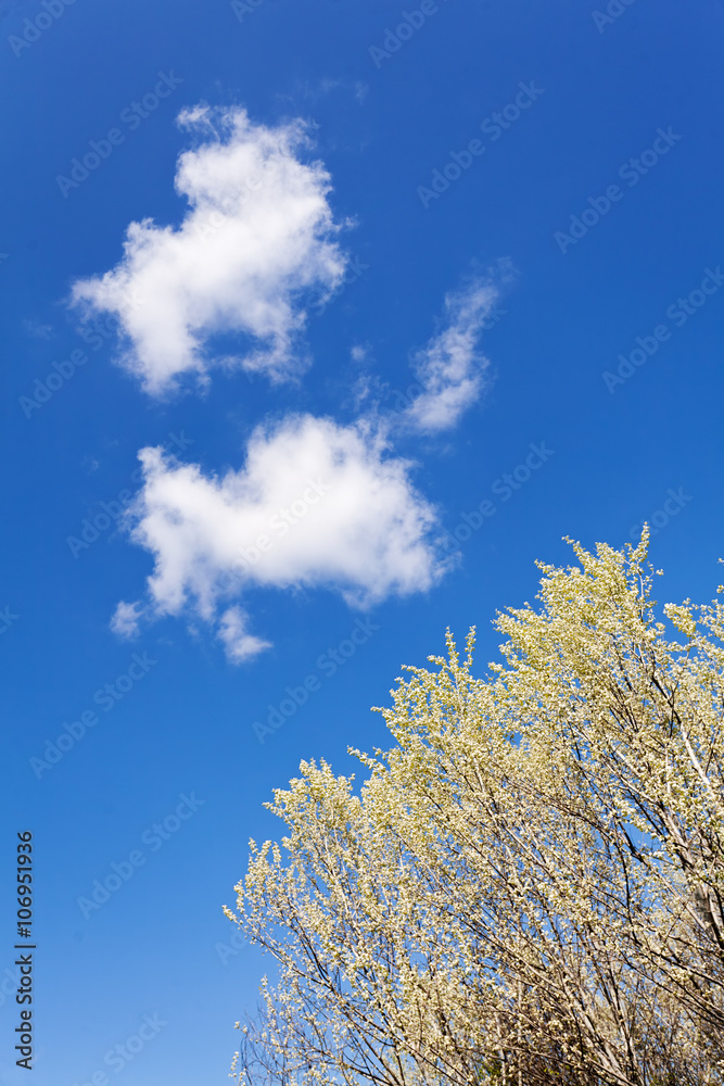 Obraz premium Clear blue sky