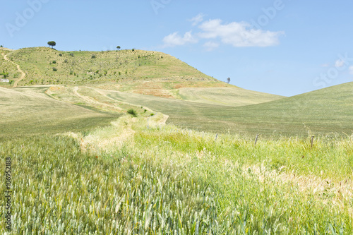 Wheat Fields