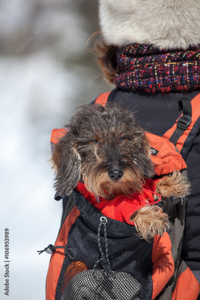 Foto Stock Trasportino zaino per cane bassotto | Adobe Stock