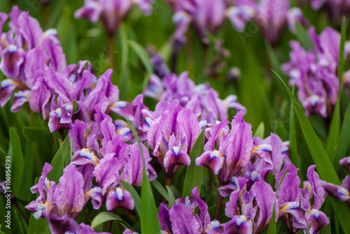 wild iris flowers