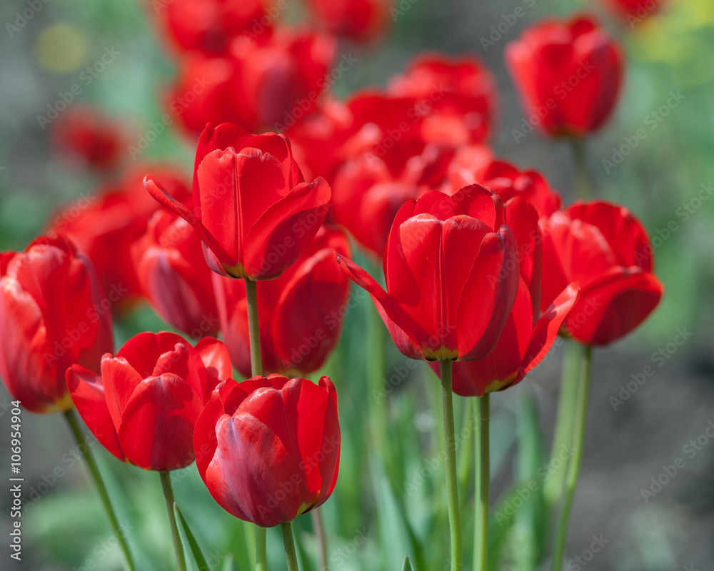 Fototapeta premium tulips flower
