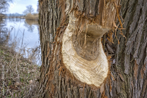 Work of a beaver in forest photo