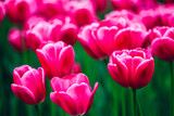 Pink Tulips Flowers In Spring Garden Flower Bed