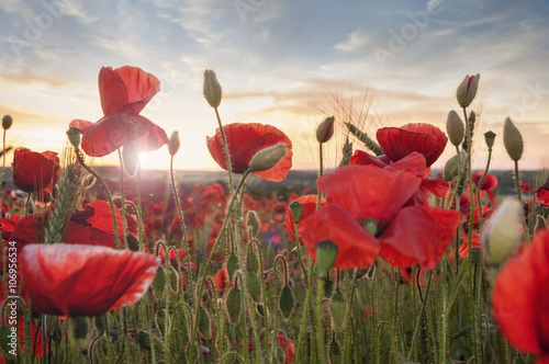 Poppy field at sunset photo