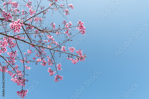 Beautiful cherry blossom and blue sky
