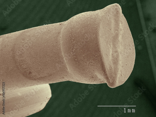 Coloured SEM of brad nail head photo