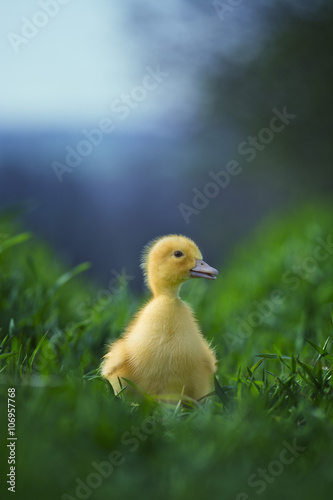 Little duck in the grass
