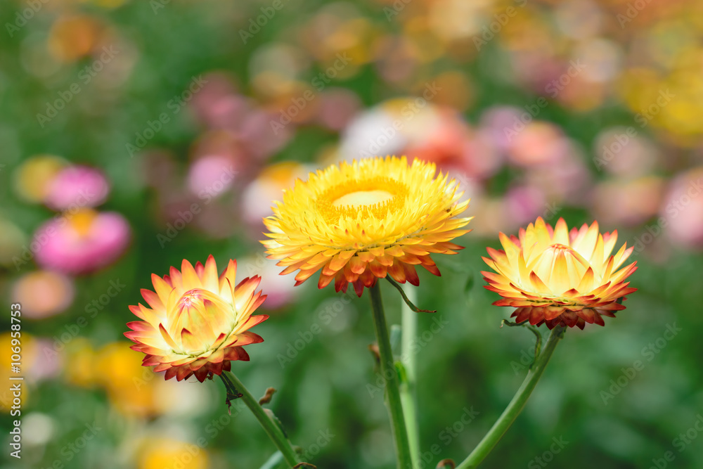 Naklejka premium Helichrysum or Straw flower