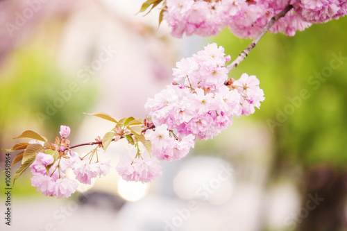 Sakura tree blooming in Spring