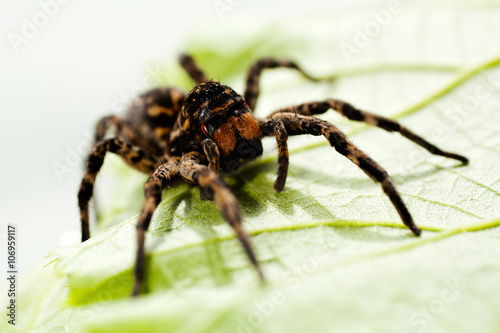 Black spider sitting on green leaf © Branko Jovanovic
