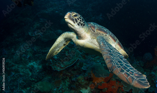 Turtle on coral reef. photo