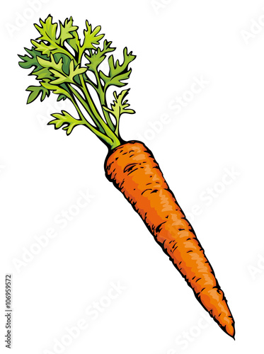 Carrot. Vector drawing