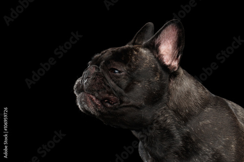 Close-up sneezes French Bulldog Dog in Profile view Isolated