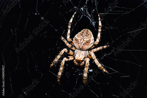 Spider on black background