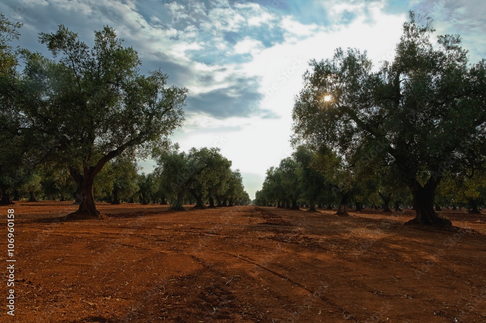 Olive trees, Veglie, Lecce, Puglia, Italy Olive trees, Veglie, Lecce, Puglia, Italy